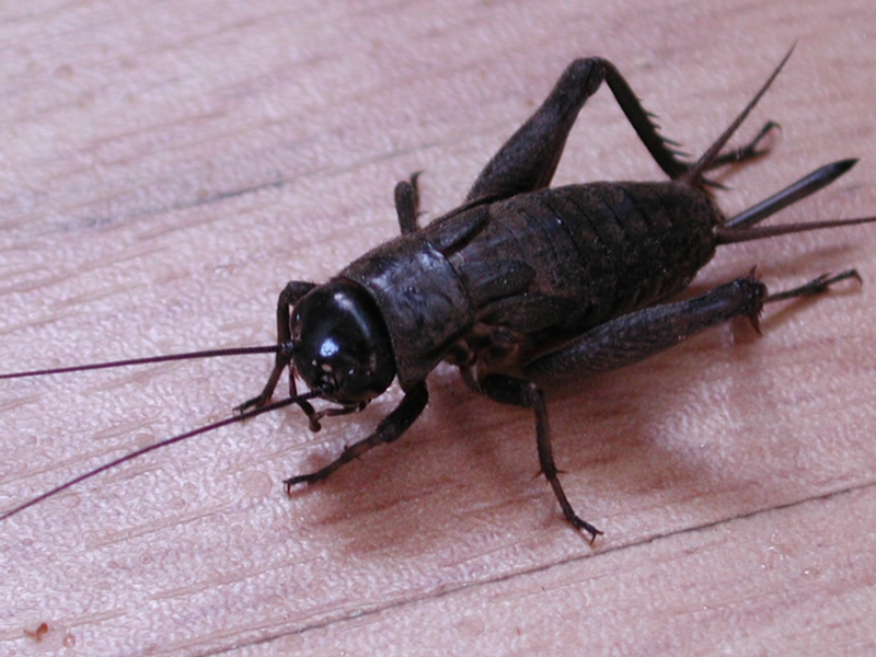 Animal symbolism—cricket shelley shayner.