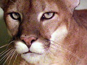 Animal Symbolism—Mountain Lion | Shelley Shayner
