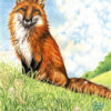 fox-in-the-meadow-shelley-szajner